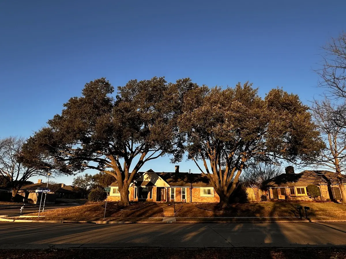 Established residential canopy tree shading a home in Redby